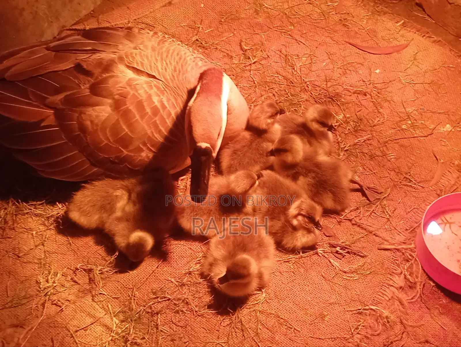 Four and a Half Month Old Gosling