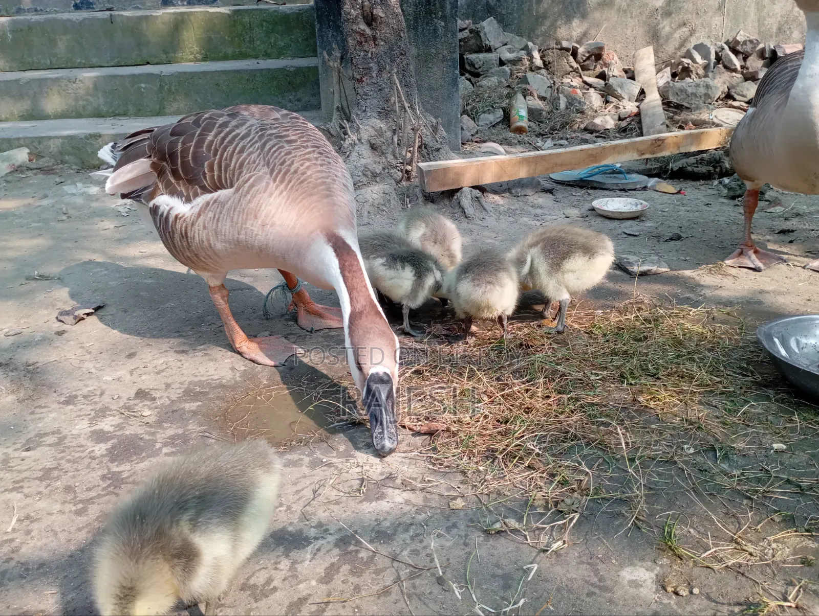 Four and a Half Month Old Gosling