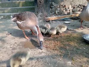 সাড়ে চার মাস বয়সের রাজহাঁসের বাচ্চা