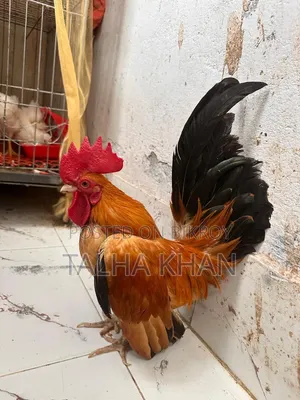 শো সেরেমা মুরগির ,১ মাস বয়সী বাচ্চা।