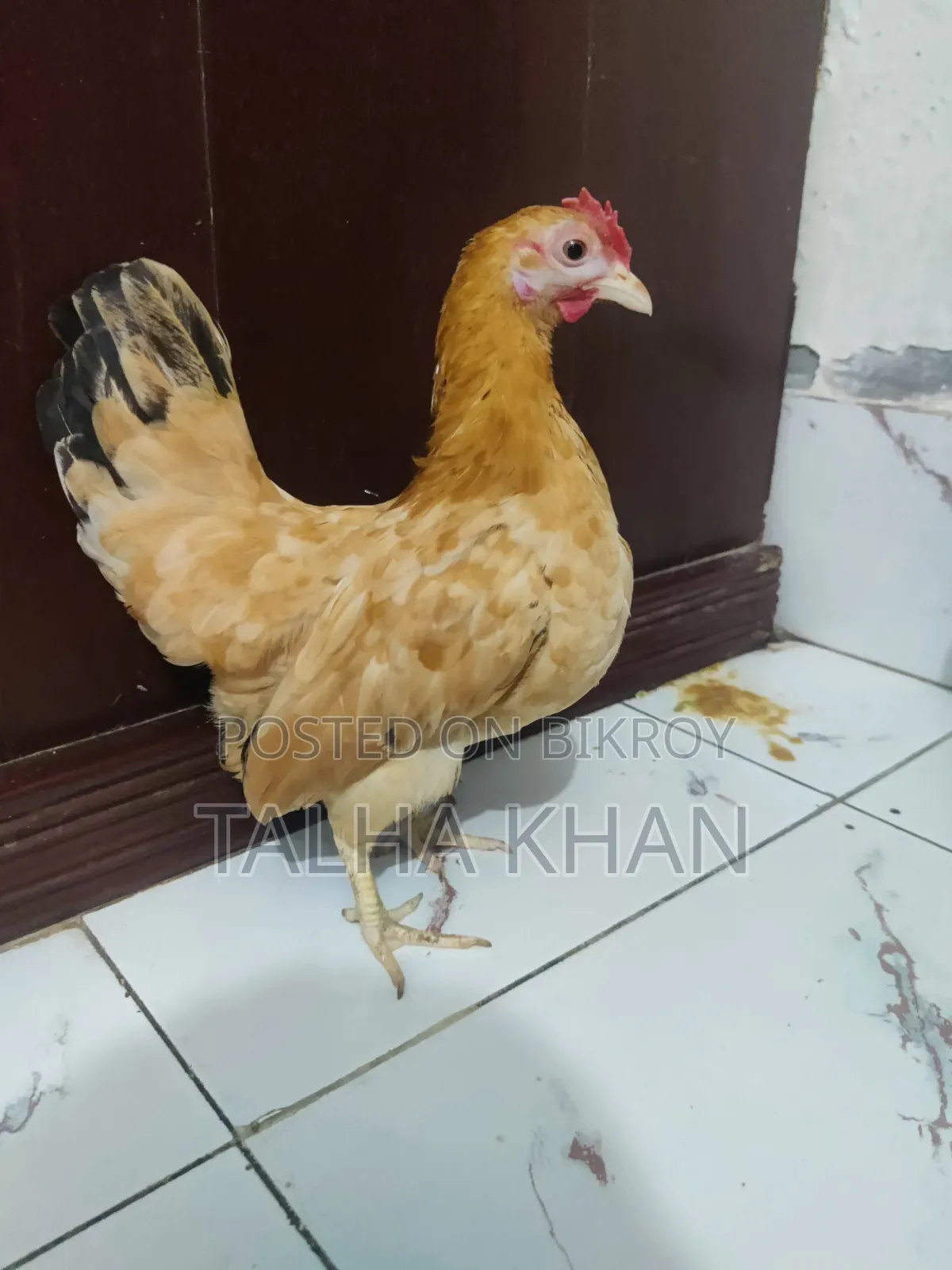 শো সেরেমা মুরগির ,১ মাস বয়সী বাচ্চা।