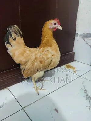 শো সেরেমা মুরগির ,১ মাস বয়সী বাচ্চা।