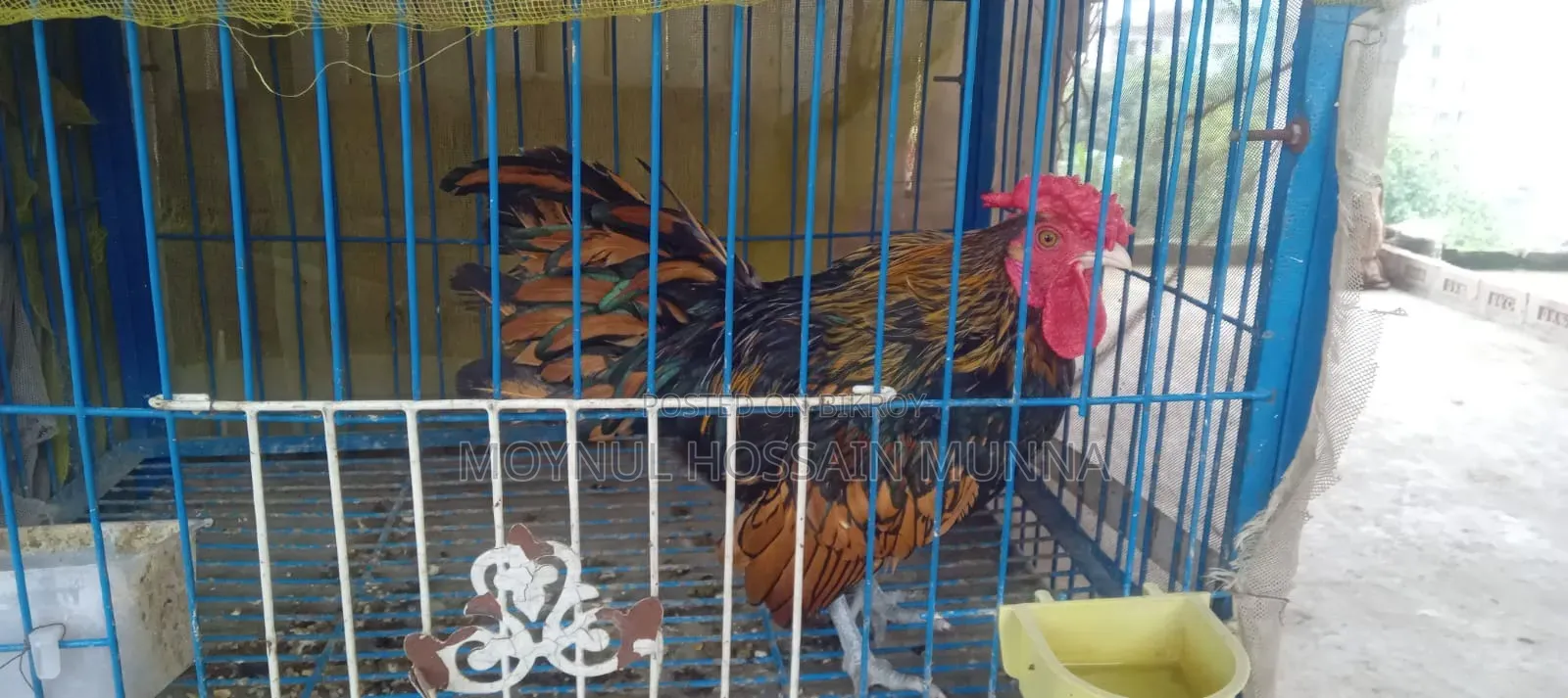 Golden Sebright Rooster