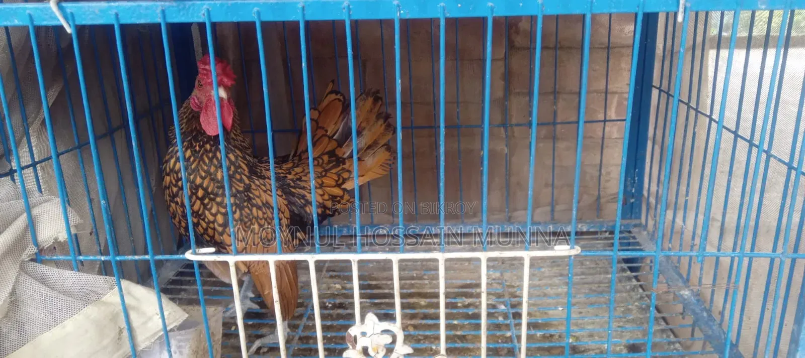 Golden Sebright Rooster