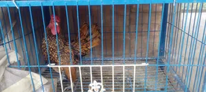 Golden Sebright Rooster