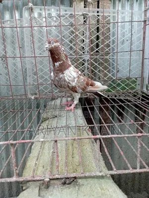 গিরিবাজ কবুতর