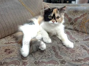 1-3 Months Female Purebred Persian
