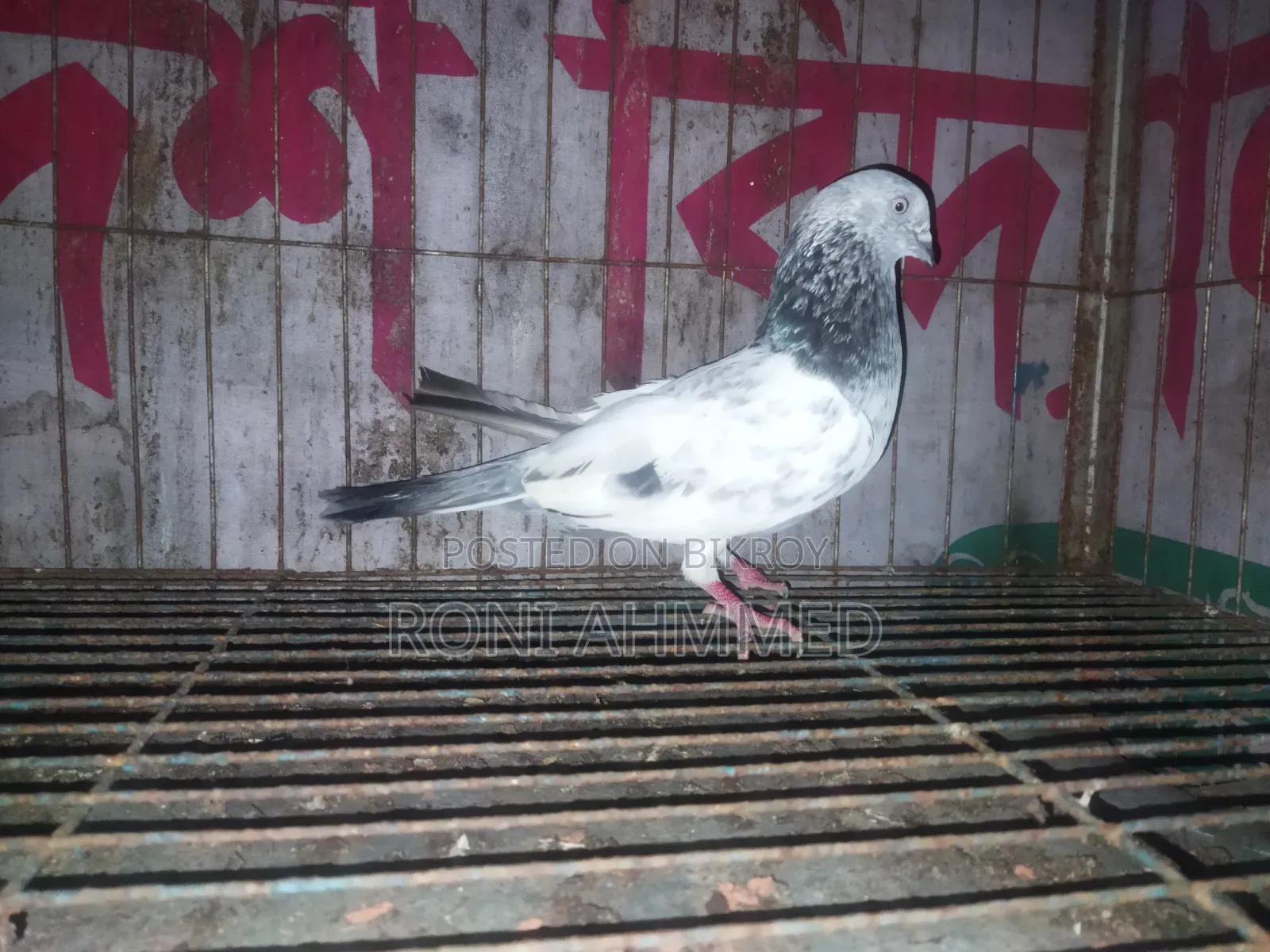 Silver Cock Pigeon for Sale