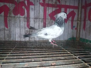 Silver Cock Pigeon for Sale