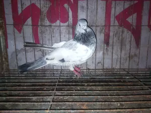 Silver Cock Pigeon for Sale