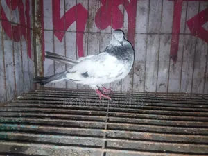 Silver Cock Pigeon for Sale
