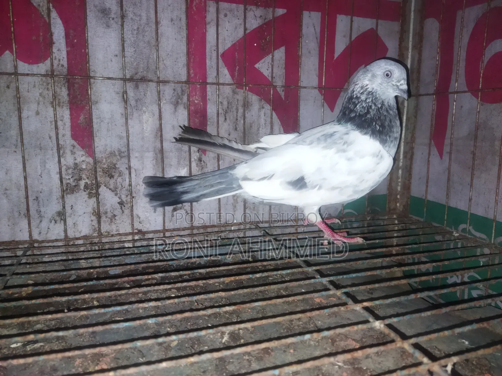 Silver Cock Pigeon for Sale