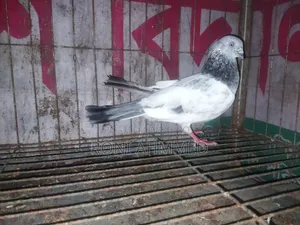 Silver Cock Pigeon for Sale