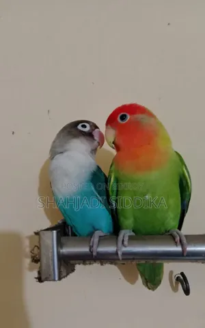 Love Bird