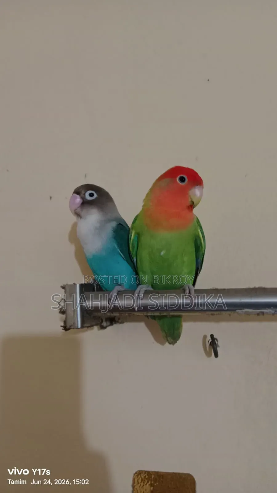 Love Bird