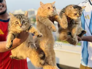 1-3 Months Female Purebred Persian