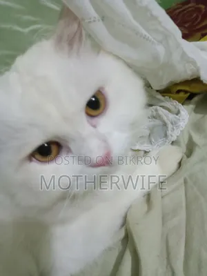 6-12 Months Male Purebred Persian
