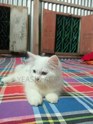 1-3 Months Male Purebred Persian