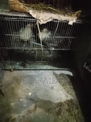 এমার্জেন্সি টাকার দরকার তার জন্য বিক্রি করে দিচ্ছি