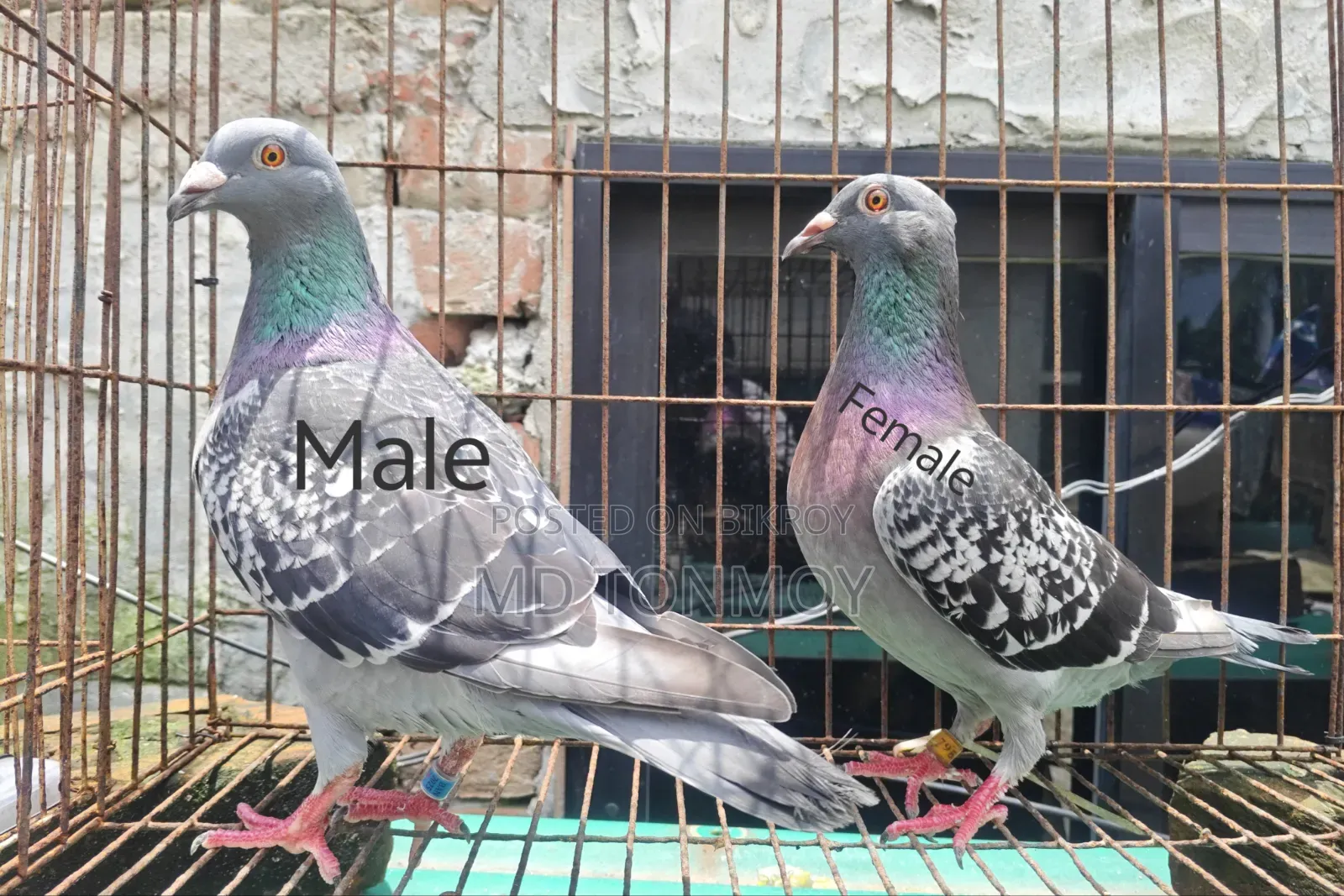 1 pair of Magpie Racer pigeons. Narayanganj
