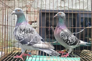 1 pair of Magpie Racer pigeons. Narayanganj