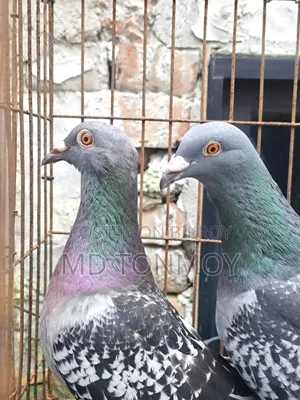 1 pair of Magpie Racer pigeons. Narayanganj