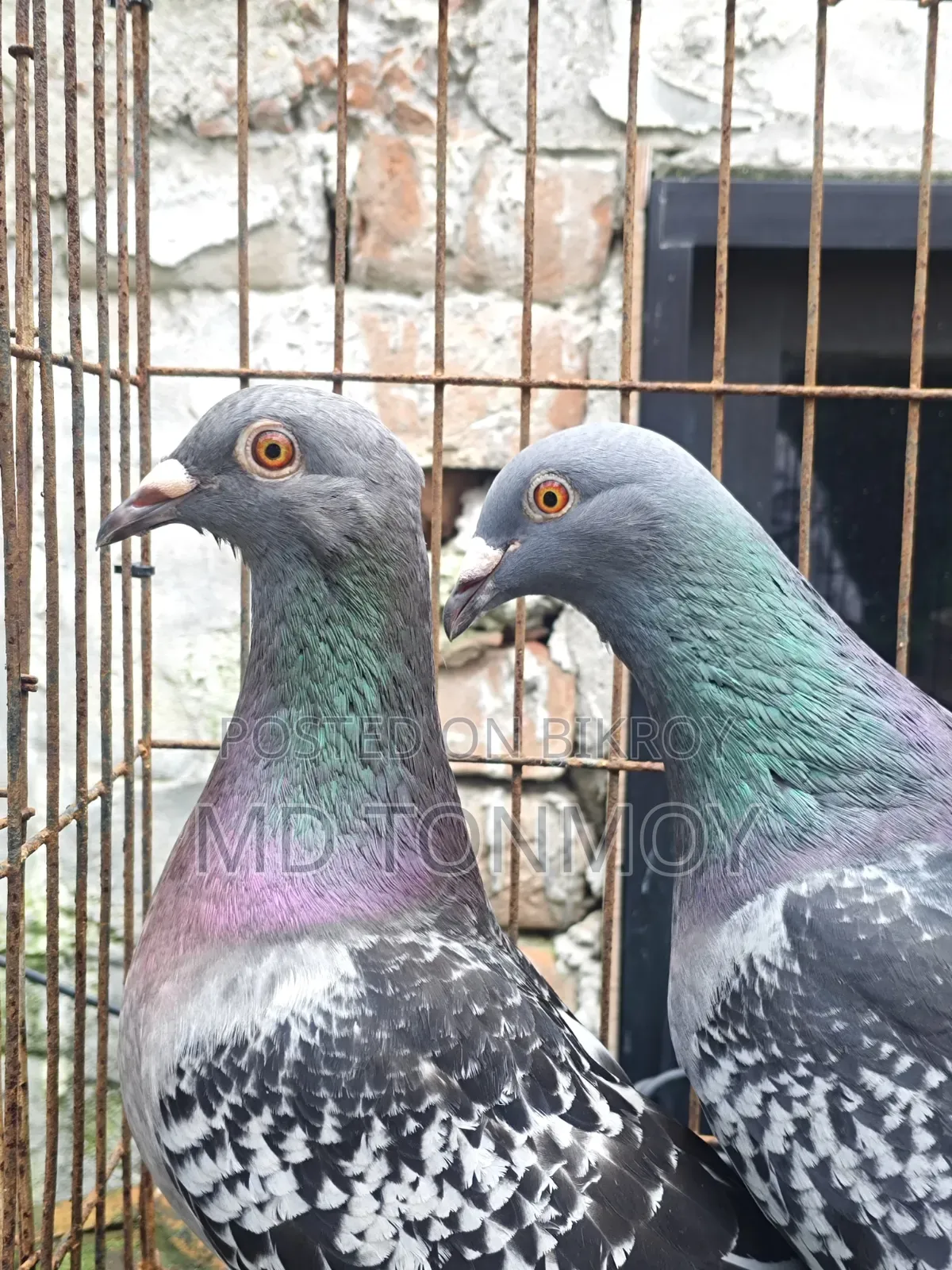 1 pair of Magpie Racer pigeons. Narayanganj