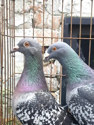1 pair of Magpie Racer pigeons. Narayanganj