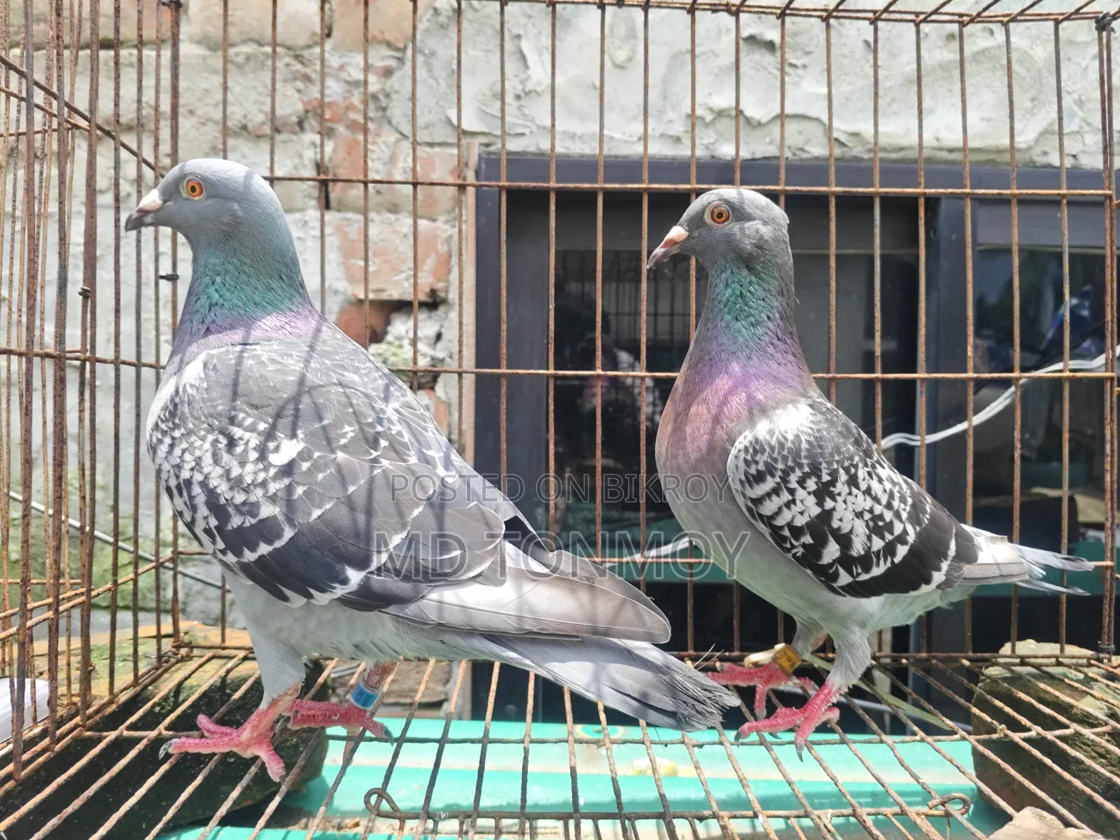 1 pair of Magpie Racer pigeons. Narayanganj