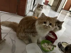 3-6 Months Female Purebred Persian