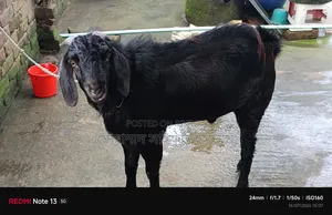 Male Goat for Sell