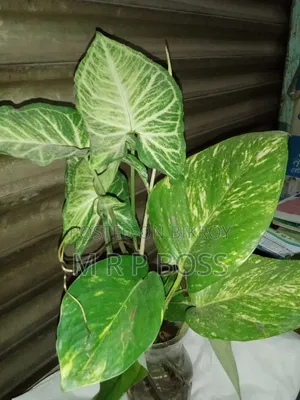 কম যত্নে ঘরের সৌন্দর্য বাড়াতে ইনডোর প্ল্যান্ট সেট