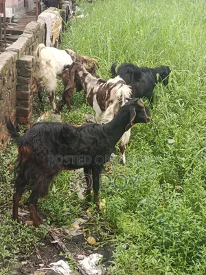 তোতাপুরি পাঠা ও সেমি বাচ্চা