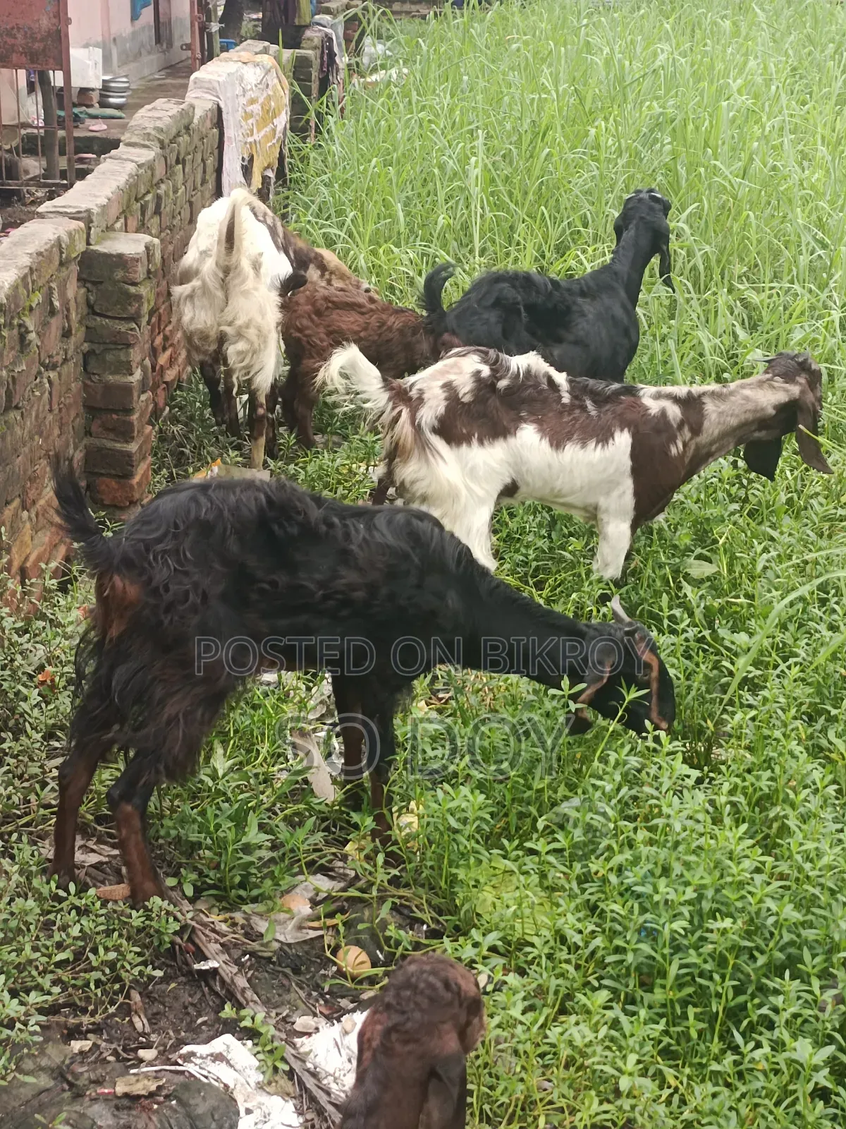 তোতাপুরি পাঠা ও সেমি বাচ্চা