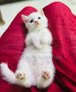 1-3 Months Female Purebred Turkish Angora
