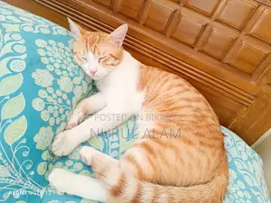 6-12 Months Male Mixed Breed Cat