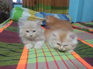 1-3 Months Female Mixed Breed Bengal Cat