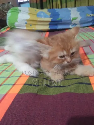 1-3 Months Female Mixed Breed Bengal Cat