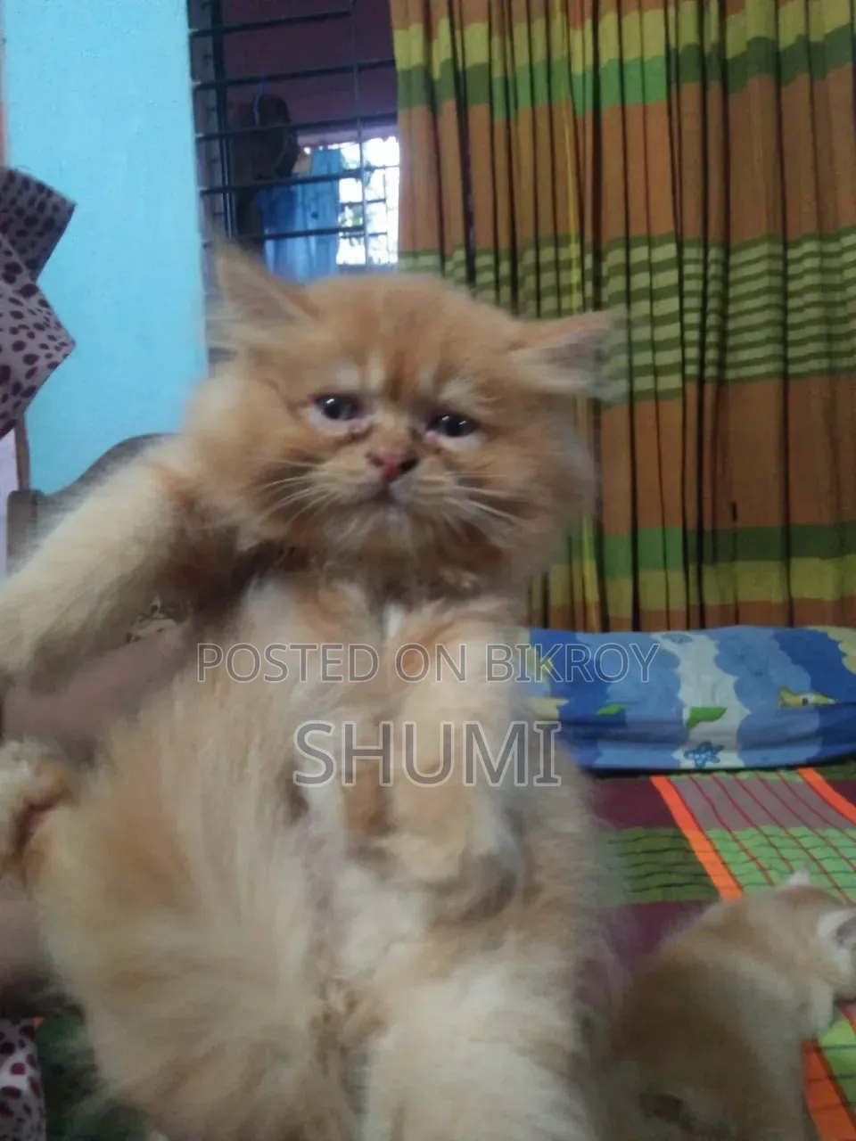 1-3 Months Female Mixed Breed Bengal Cat