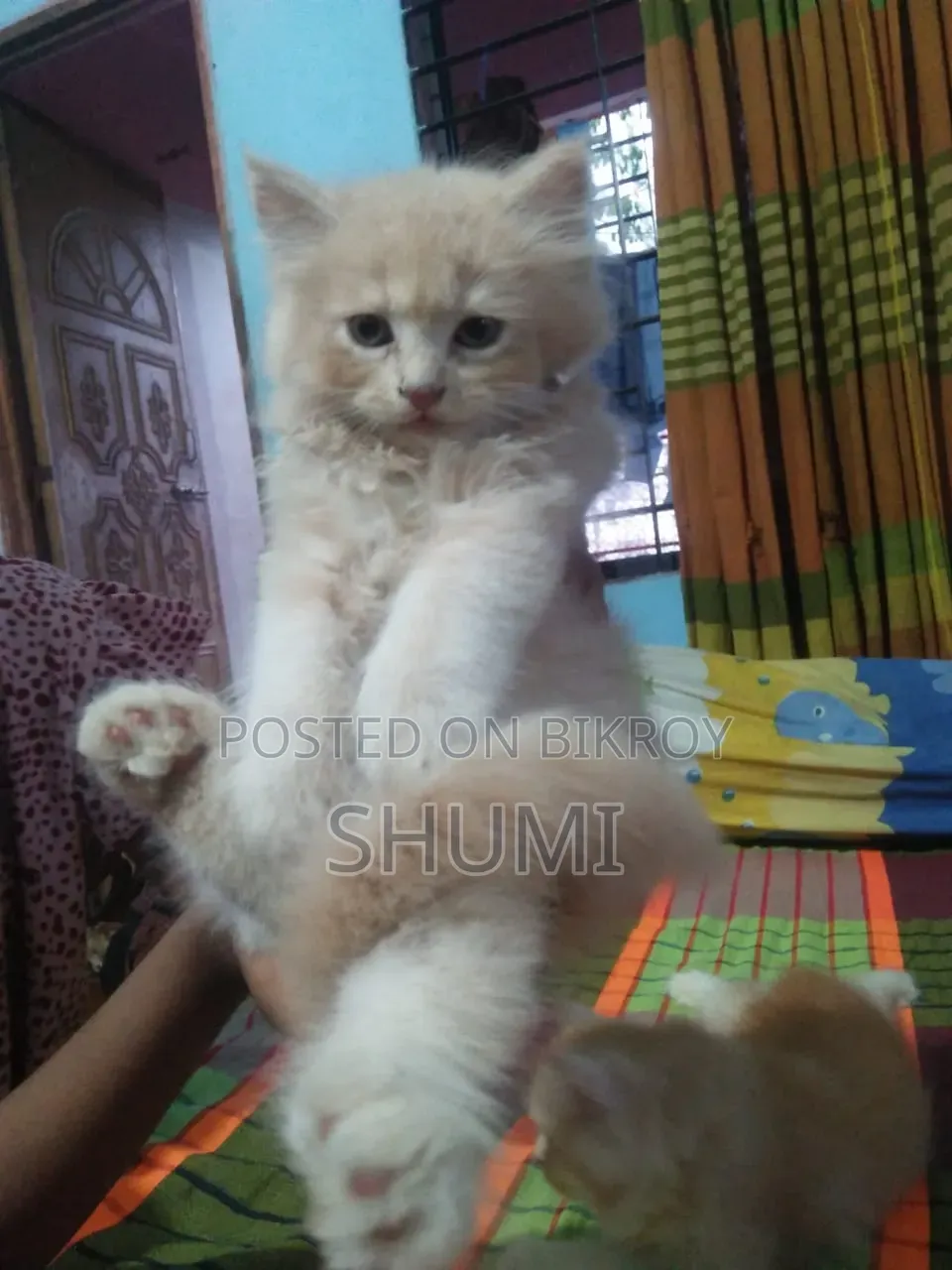 1-3 Months Female Mixed Breed Bengal Cat