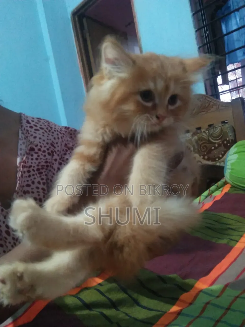 1-3 Months Female Mixed Breed Bengal Cat