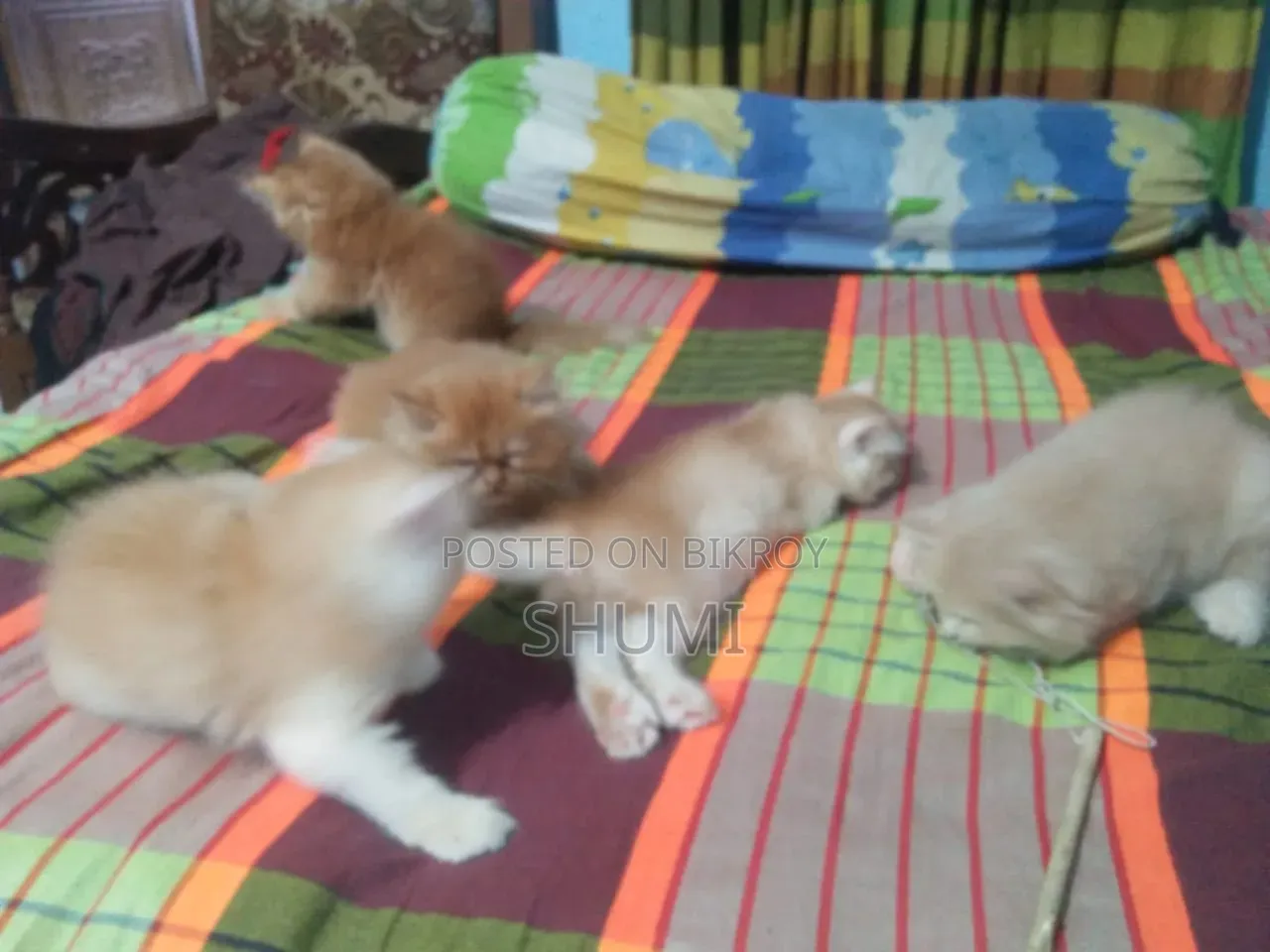 1-3 Months Female Mixed Breed Bengal Cat
