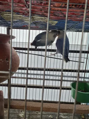 Love Bird Blue Fisher