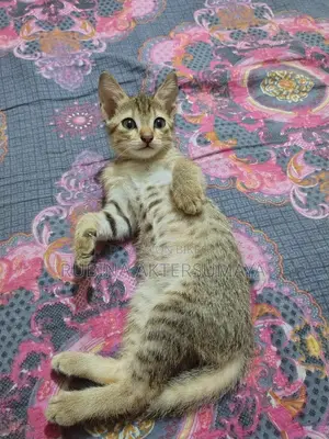 3-6 Months Male Mixed Breed Bengal