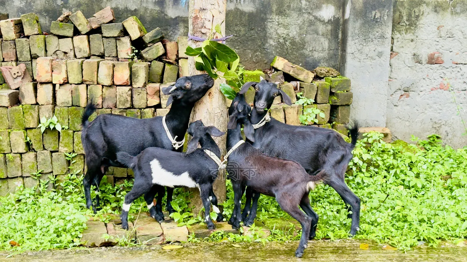 2 sets of Black Bengal goats