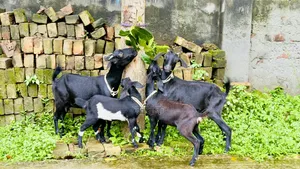 ২ সেট ব্লাক বেঙ্গল ছাগল