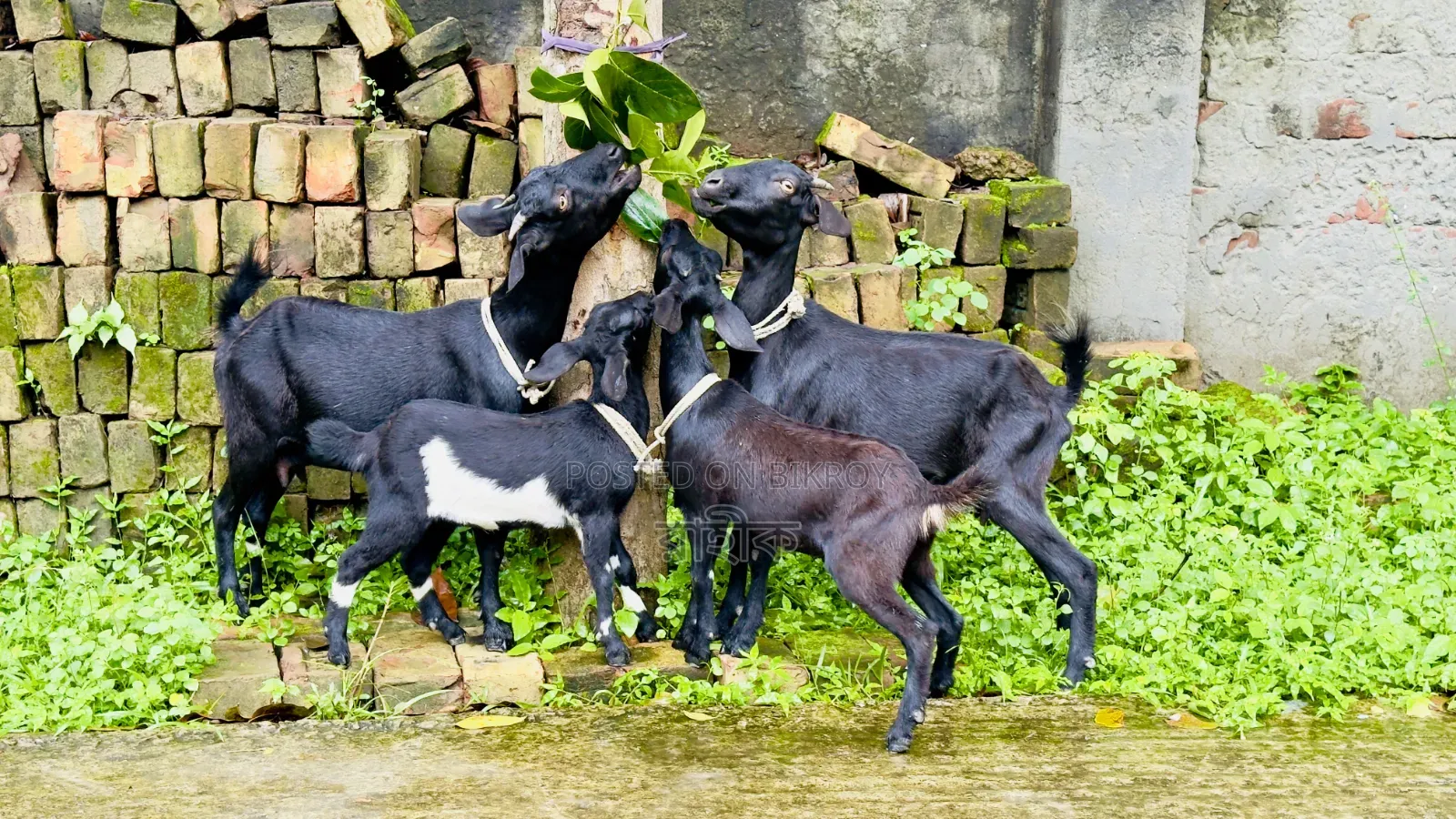 2 sets of Black Bengal goats
