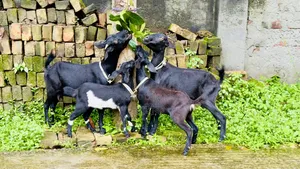 2 sets of Black Bengal goats