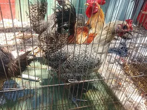 Selling because I need money urgently