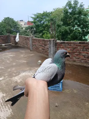 কবুতর সিলেট উপশহর